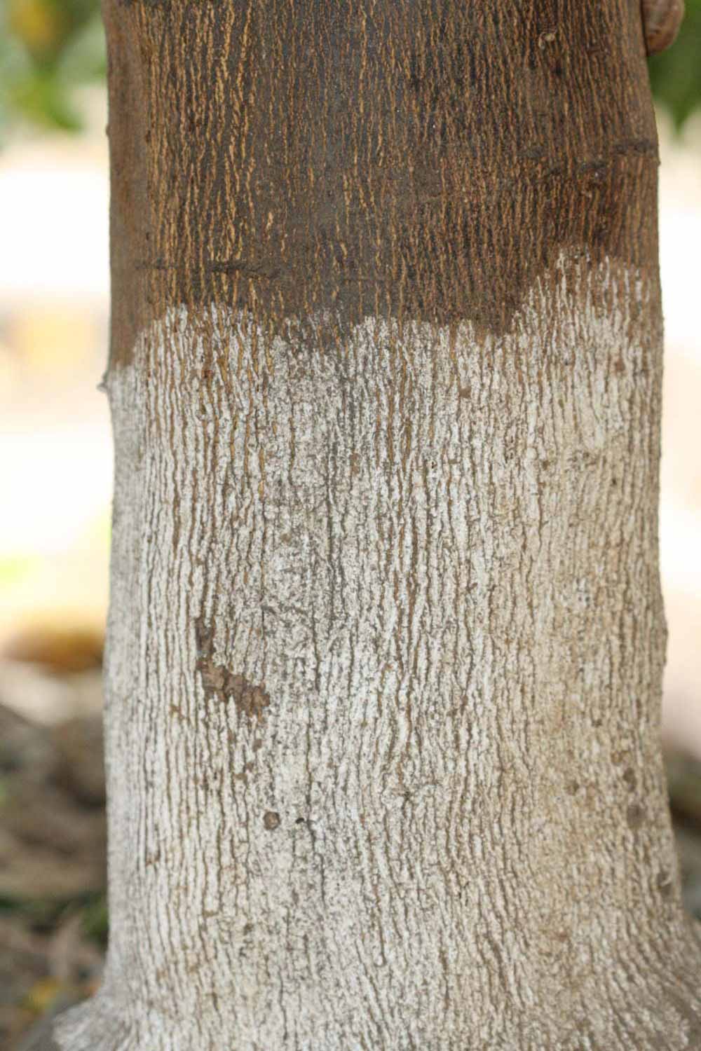              Bark (Riverside, CA)       